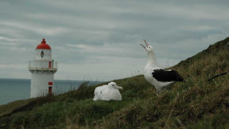Northern royal albatross on the Otago Peninsula